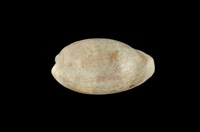 藏品(愛龍寶螺)的圖片